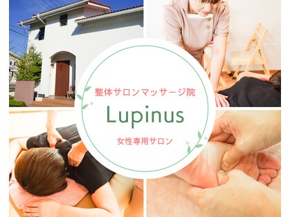 ルピナス(Lupinus)の写真