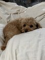 ロザンナ 大宮店(ROSANNA)&nbsp;チワプー飼ってます！