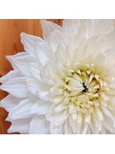 ダリア(Dahlia)&nbsp;Suzuki shiori