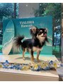 ココロ(KoKoRo) 愛犬のウィル。犬好きの方、色々お話しましょう♪