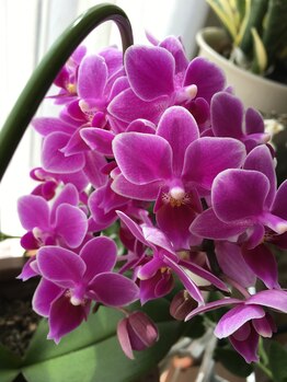 美健痩身 サロンドハナ/植物が好きです(^-^)