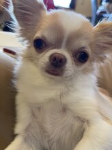 ラピス(Lapis) あられ 店長