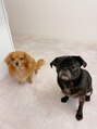 リノ(Lino)&nbsp;犬トーク永遠にできます。犬好きの方語りましょう！