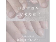 フィグ ツリー(fig tree)