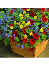 プチローズ/3月になり花粉の季節で辛いです