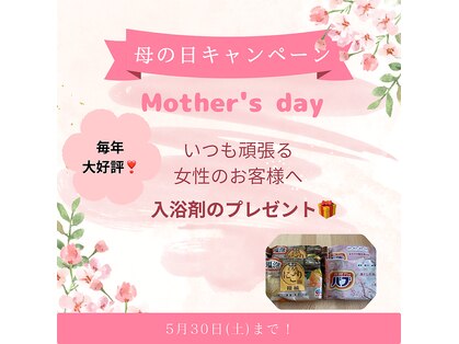 アビエスフィルマ(abies firma)の写真