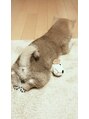 ユヅメ 銀座店(YUZUME) 愛犬は柴です(^^)