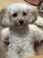 ナオル整体 銀座院(NAORU整体)&nbsp;犬種：トイプードル（エマちゃん）