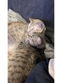 全力ストレッチ 鹿児島天文館店 我が家には猫が5匹います♪
