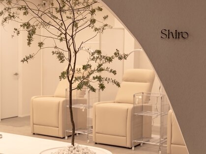 シロ(Shiro)の写真