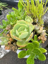 ととろはりきゅう院/季節の店内の様子