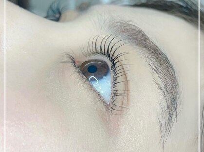 リノ(Lino)の写真