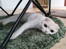 看板猫ポンがお出迎えします