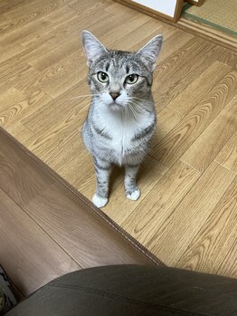 ソワンド ルバンシュ/長男の家の猫☆くみちゃん☆