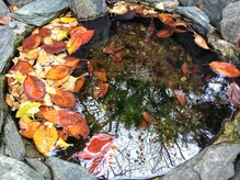 こうのせいたい/落葉とて 清水に抱かれ 花となる