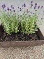 癒しやココ 総社店(CoCo)&nbsp;庭で家庭菜園始めました♪ラベンダーの香りがほんのり(*´-`)