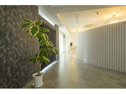 アロエベル(aloe Belle)の写真