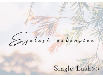 アマリリス(Amaryllis)/シングルラッシュ→