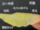 リララ(lelala)の写真