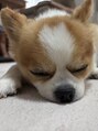 池袋整体院&nbsp;実家の愛犬です！犬好きな人お話ししましょう♪【池袋整体院】