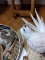 ことり&nbsp;看板鳥として毛づくろいして身だしなみを整えています♪