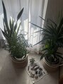 サロンルカ(SALON RUKA)&nbsp;お部屋の観葉植物と天然石。