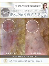シェリー(Cherie)/愛犬の皮膚荒れ24時間