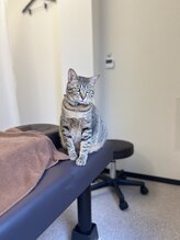 癒し日和 プラスにゃんこ 行徳店&nbsp;きのした♂ 