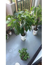 シャインクラフト/植物もお休み日光浴