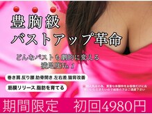 ビービリア(B.villea)