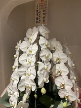 ヴェリティー(Verity)/胡蝶蘭に囲まれて♪