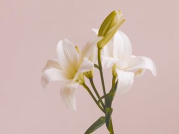 マドンナリリー(Madonna Lily)/【店内】　Madonna　Lily