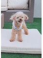 マユカ 伝馬町店(Mayuka)&nbsp;トイプードルを飼ってます！毎日の癒しです♪