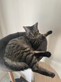グリーンノア鍼灸院&nbsp;保護猫を飼っています。元々は犬派でしたが、猫に心変わり中です
