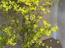 スウェイ 神戸三宮(SWAY)の雰囲気(フロント前にある季節の花木が月替わりでみなさまをお迎えします)
