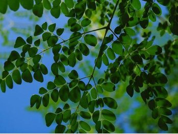 コロル(COLOR)/モリンガ蒸し