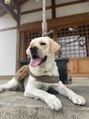 サロンルカ(SALON RUKA)&nbsp;愛犬むぎちゃんです！