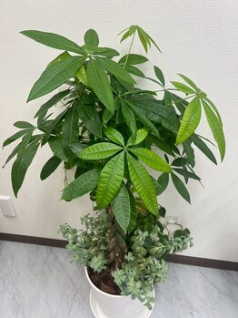 リアン(Lien.)/観葉植物