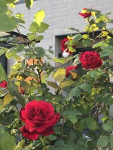 ぐーぐー/薔薇が咲きました