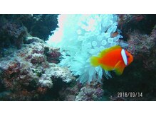 たにあん/クマノミ