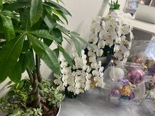 リアン(Lien.)/