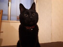 アトム(Bodycare&Relaxation ATOM)の雰囲気(身体が辛い時や疲れを感じた時、ご来店お待ちしておりますたい!)