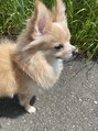 リシェル 高崎店(Richelle)&nbsp;愛犬ジジマル。ポメチワです... ＊
