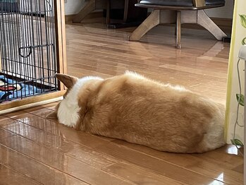 サロンドフィル(Salon de fil)/穏やかな日曜日の午後