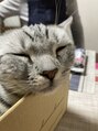 手もみ家 実家の猫。ハナ♀2026年5月で2歳