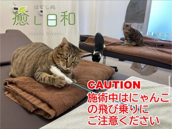 癒し日和 プラスにゃんこ 行徳店