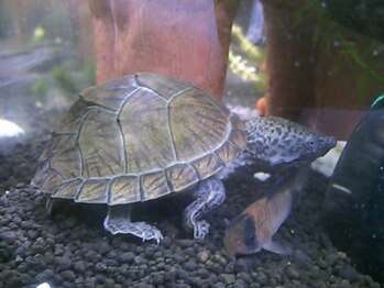 本格骨盤矯正 整体院 さくら庵/カメ