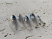 ネイルドッグ(NAIL DOG)/塗りかけフレンチ♪