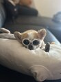 レイン 大分店(Rain)&nbsp;愛犬のあじゅさんです！私と誕生日が同じです♪