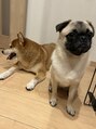 美ハグ 横浜青葉台(美hug)&nbsp;柴犬長男写真嫌い…お兄ちゃん大好きなポメパグ女の子